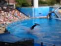 Sea World-87